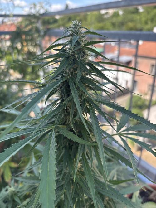 Jack herer auto. Week 10