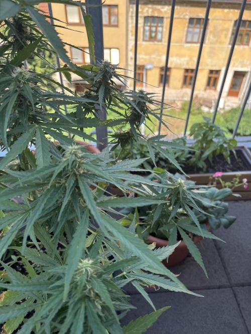 Jack herer auto. Week 10