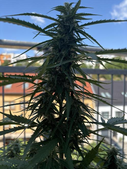 Jack Herer . Week 10