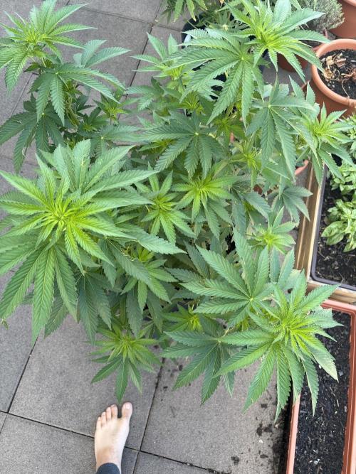 White widow - first outdoor grow. Week 10