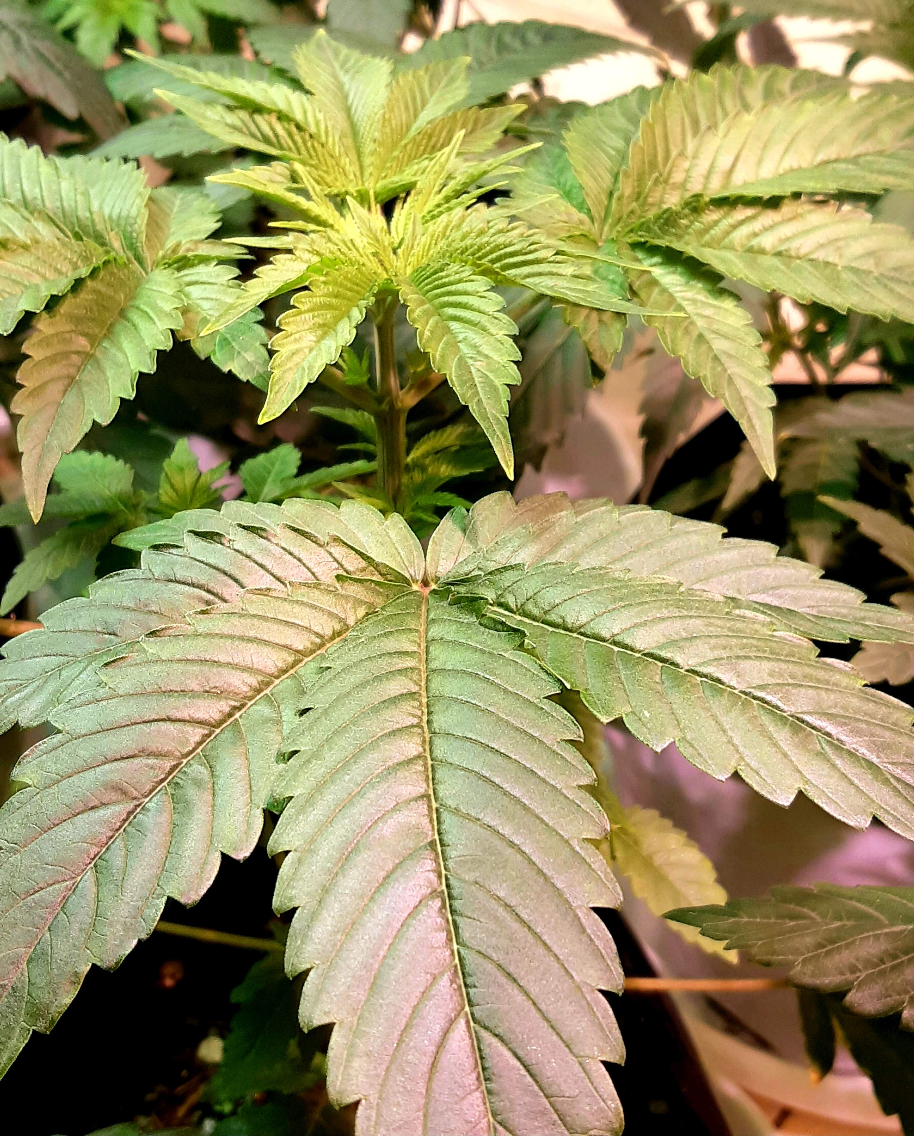 Barney's Farm Pineapple Chunk grow diary (journal) week4 by AnKeGrow