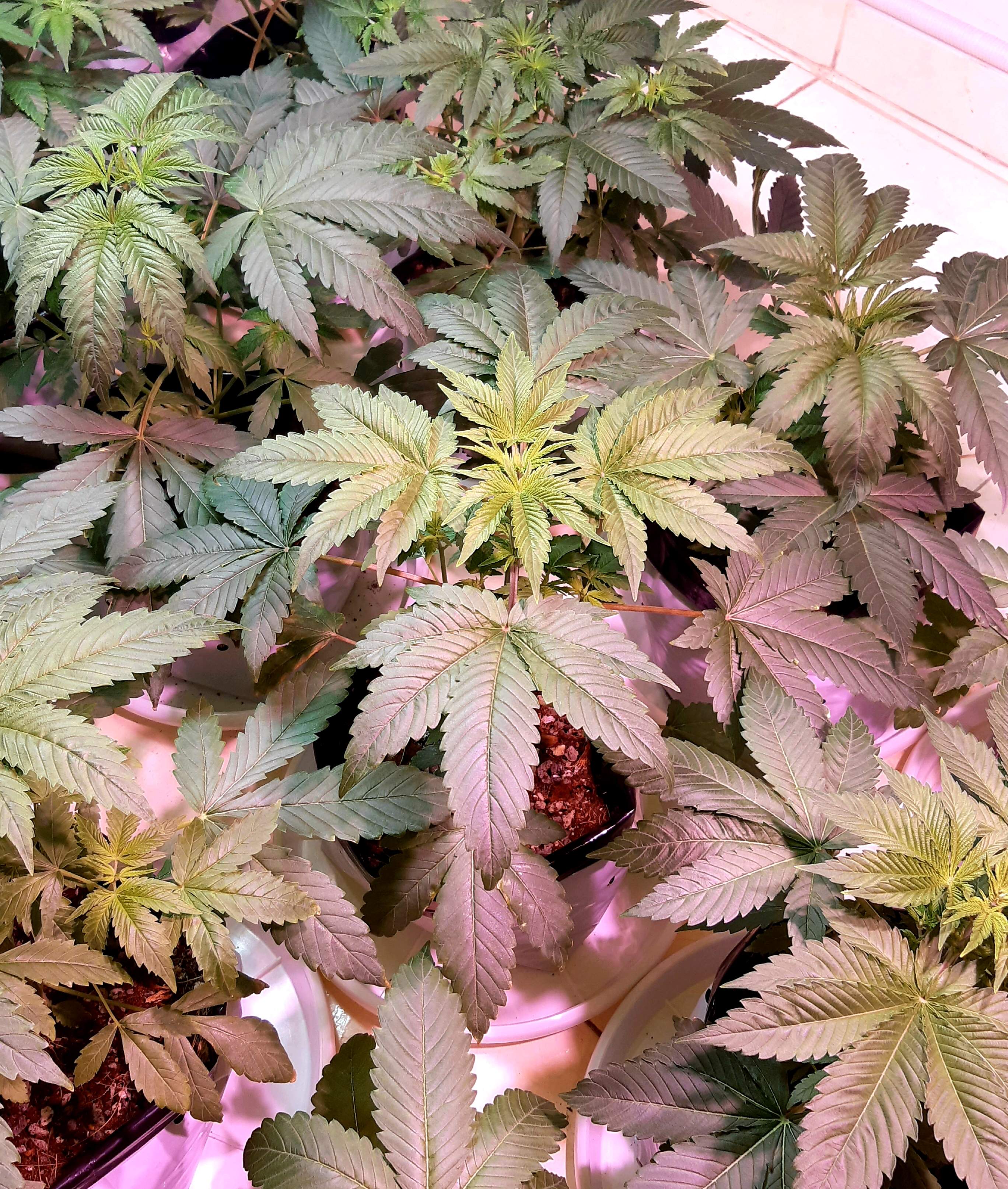 Barney's Farm Pineapple Chunk grow diary (journal) week4 by AnKeGrow