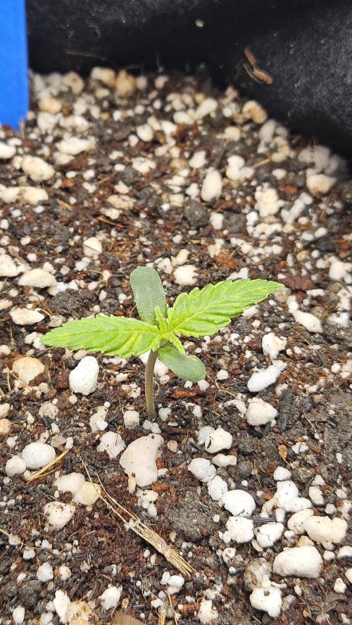 Cream Mandarine Auto. Week 0