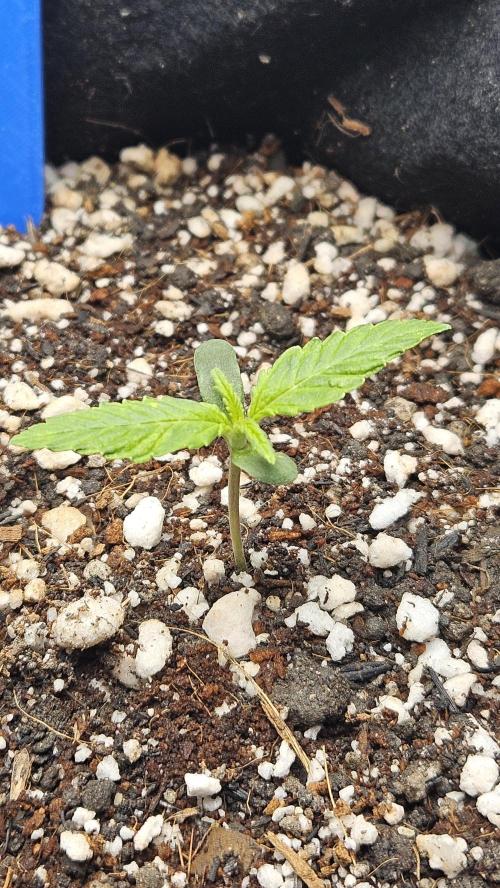 Cream Mandarine Auto. Week 0
