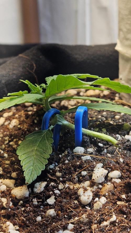 Cream Mandarine Auto. Week 1