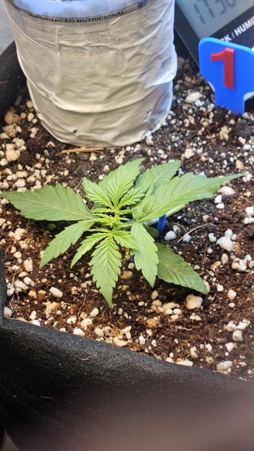 Cream Mandarine Auto. Week 1