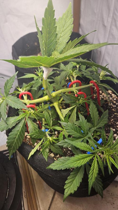 Cream Mandarine Auto. Week 4