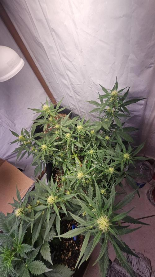 Cream Mandarine Auto. Week 6