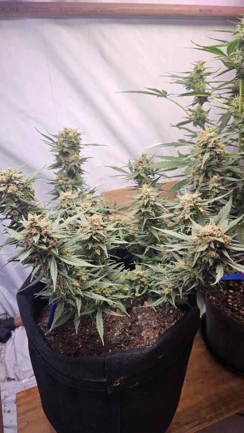 Cream Mandarine Auto. Week 8