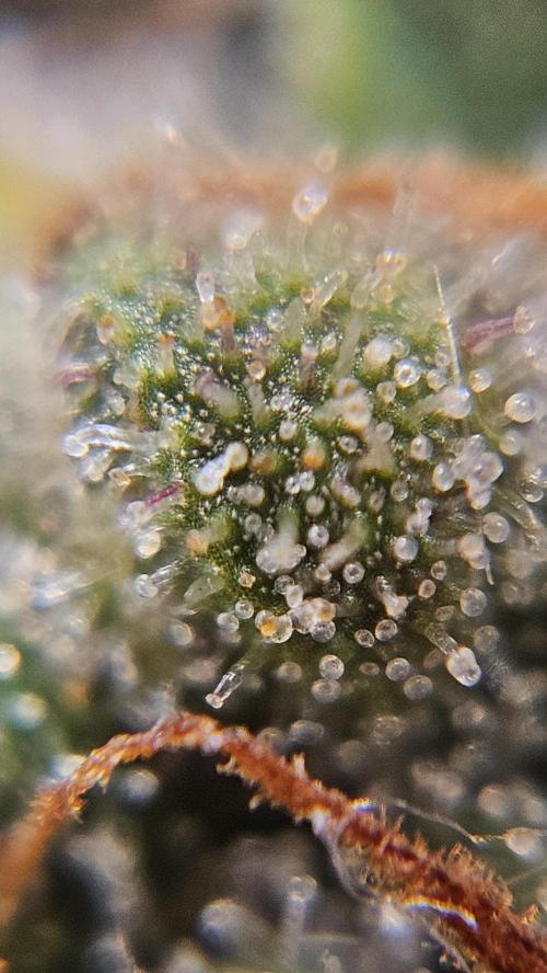 Cream Mandarine Auto. Week 8