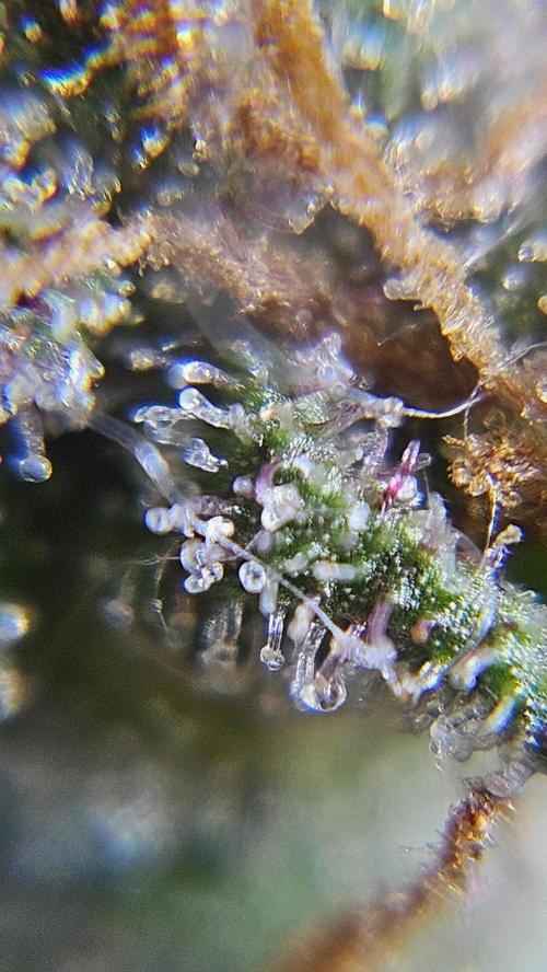 Cream Mandarine Auto. Week 8