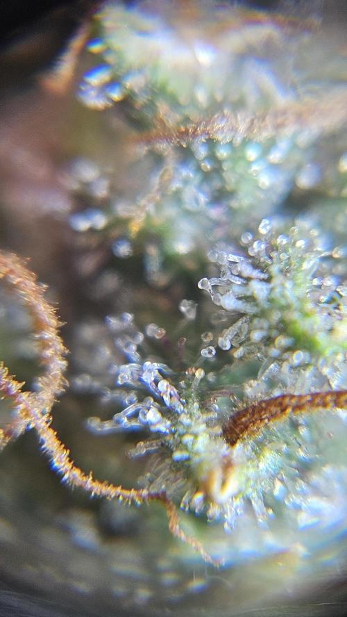 Cream Mandarine Auto. Week 8