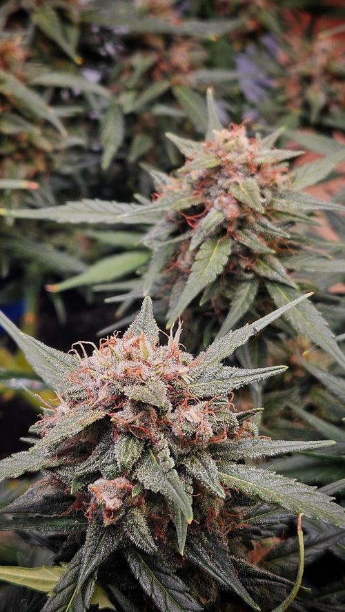 Cream Mandarine Auto. Week 8
