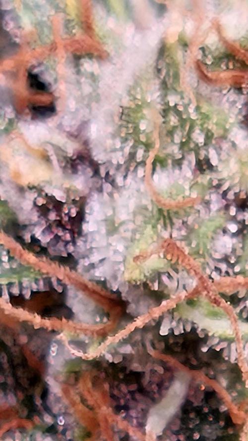 Cream Mandarine Auto. Week 8