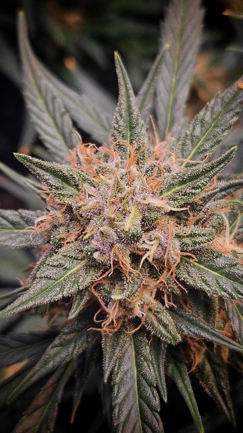 Cream Mandarine Auto. Week 8