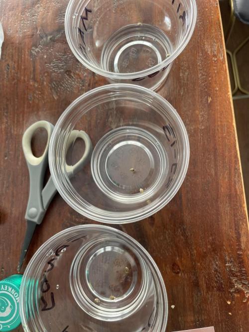 My First Grow!. Week 0 - Friday, May 22, 2026 at 1:17 PM
