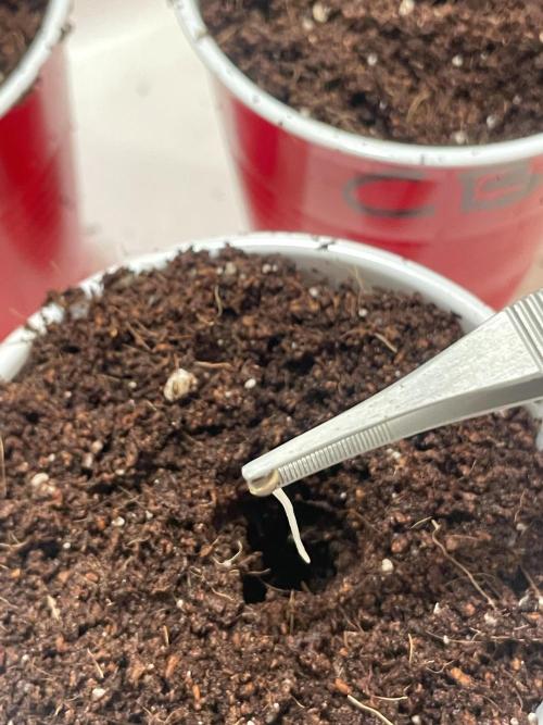 My First Grow!. Week 0 - Monday, May 25, 2026 at 9:03 PM