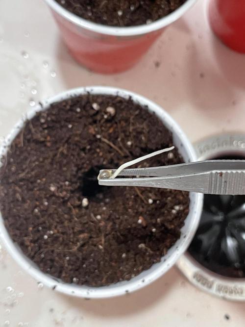 My First Grow!. Week 0 - Monday, May 25, 2026 at 9:04 PM