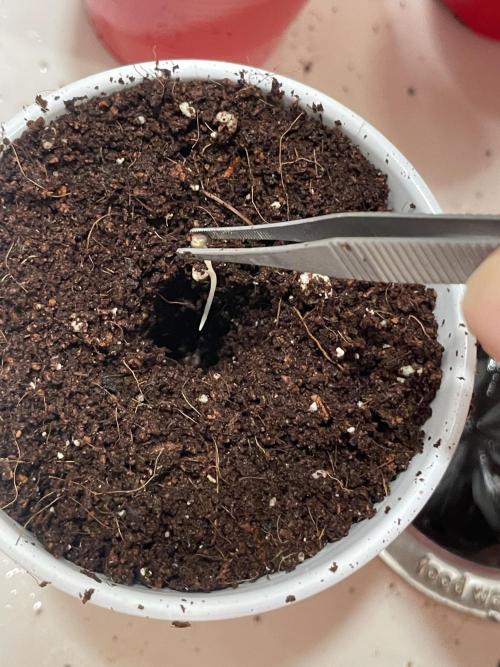 My First Grow!. Week 0 - Monday, May 25, 2026 at 9:04 PM