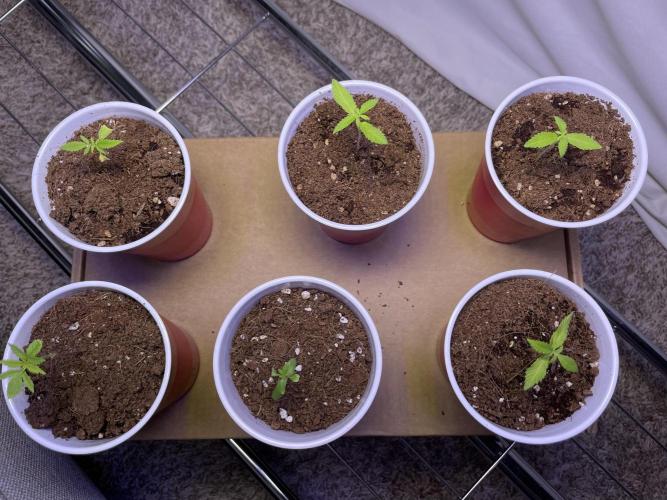 My First Grow!. Week 4