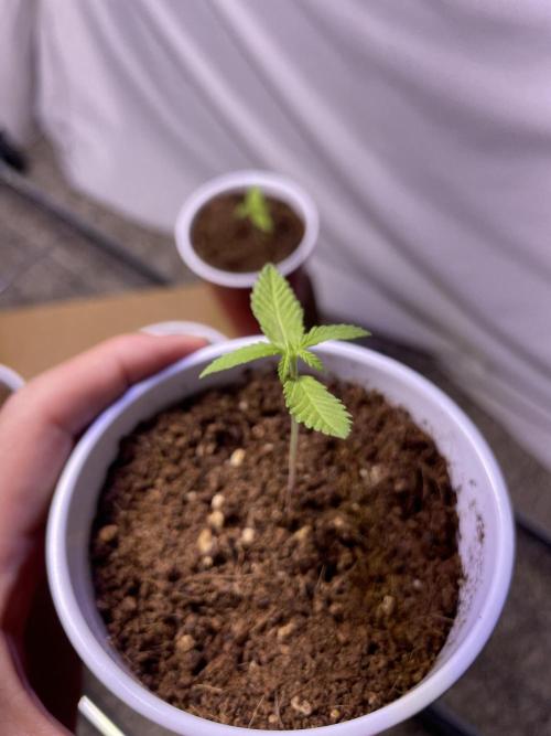 My First Grow!. Week 4 - Alpha - Cotton Candy Kush Auto 
