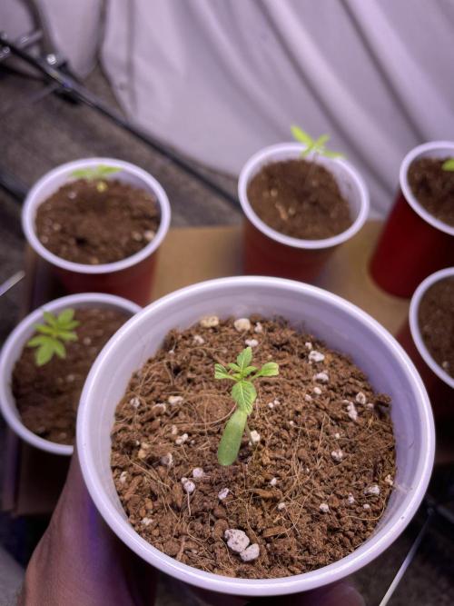 My First Grow!. Week 4 - XJ-13