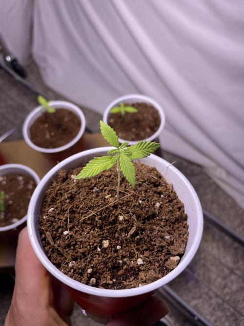 My First Grow!. Week 4 - Beta - Cotton Candy Kush Auto 