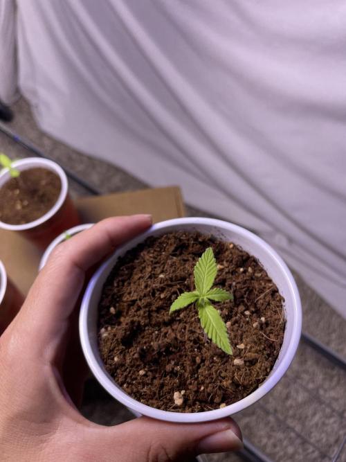 My First Grow!. Week 4 - Charlie - Cotton Candy Kush Auto 