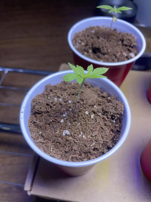 My First Grow!. Week 4 - Alpha - Critical Mango CBD
