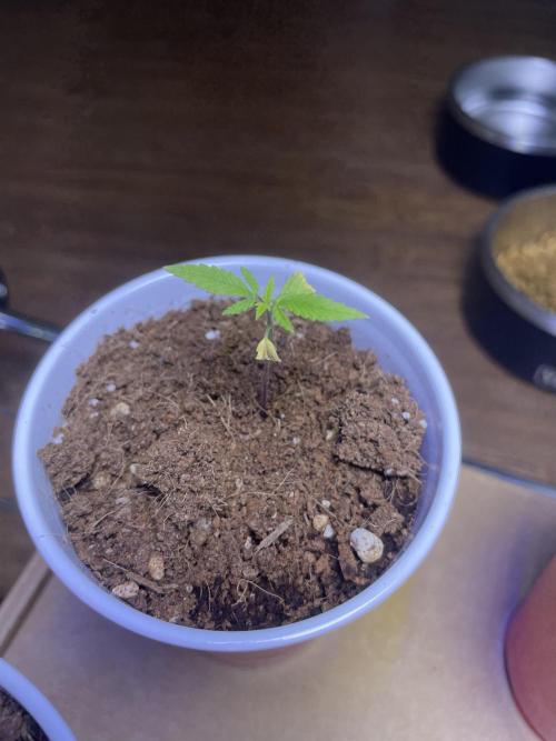 My First Grow!. Week 4 - Beta - Critical Mango CBD