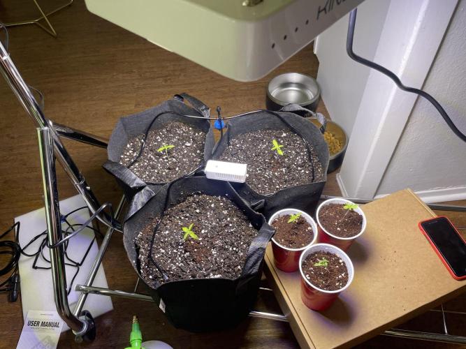 My First Grow!. Week 5 - Autos Transplanted into 3G Fabric Planters using IndiCanja