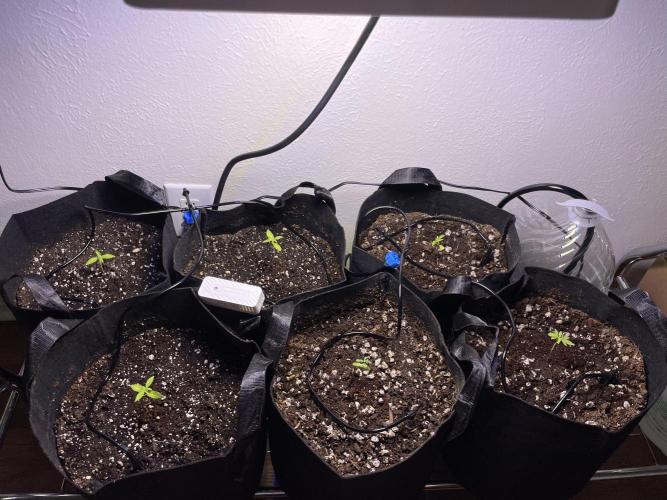My First Grow!. Week 5 - Finished mixing soils and getting the seedlings in their happy new home