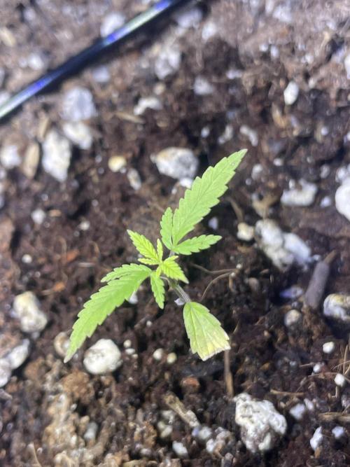 My First Grow!. Week 5 - Critical Mango CBD