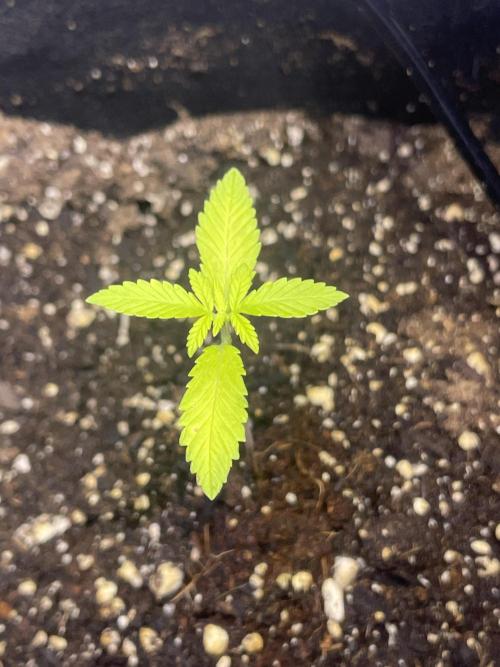 My First Grow!. Week 5 - Cotton Candy Kush Auto