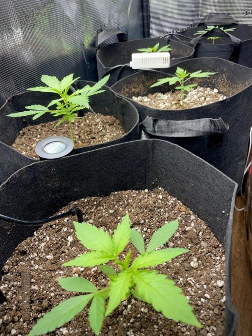 My First Grow!. Week 6 - Last Day of Week  6. So much new growth and development. 
July 2, 2026