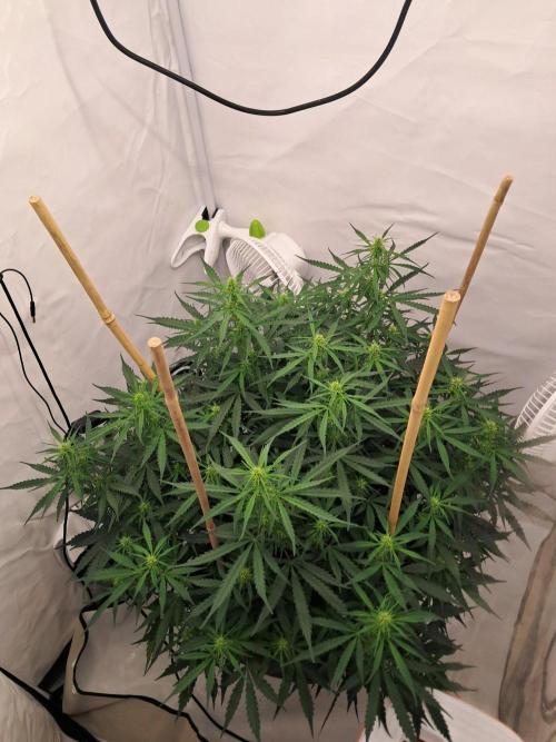 CZ-Critical xxl autoflower. Week 10