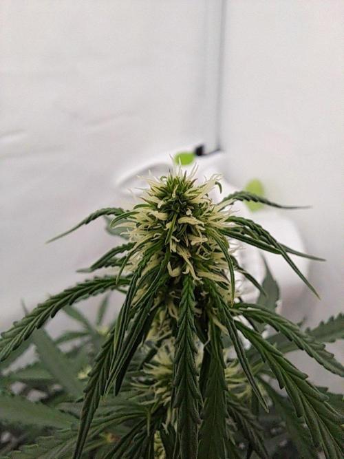 CZ-Critical xxl autoflower. Week 10