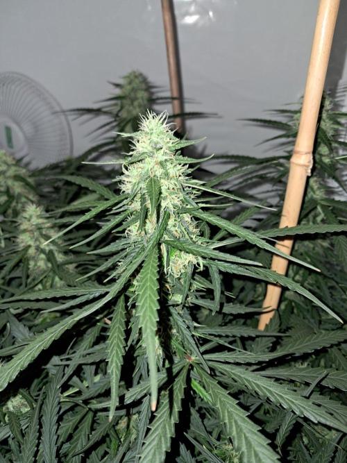 CZ-Critical xxl autoflower. Week 10