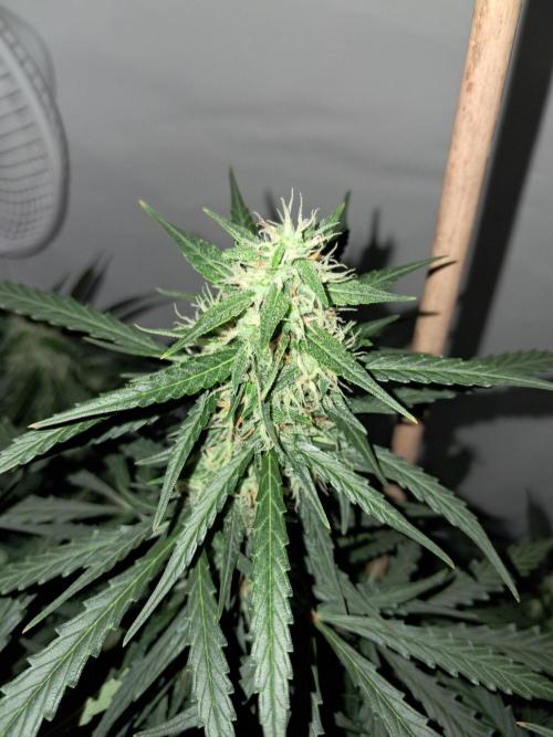 CZ-Critical xxl autoflower. Week 10