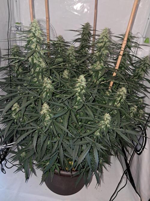 CZ-Critical xxl autoflower. Week 10