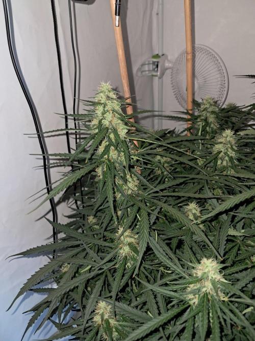 CZ-Critical xxl autoflower. Week 10