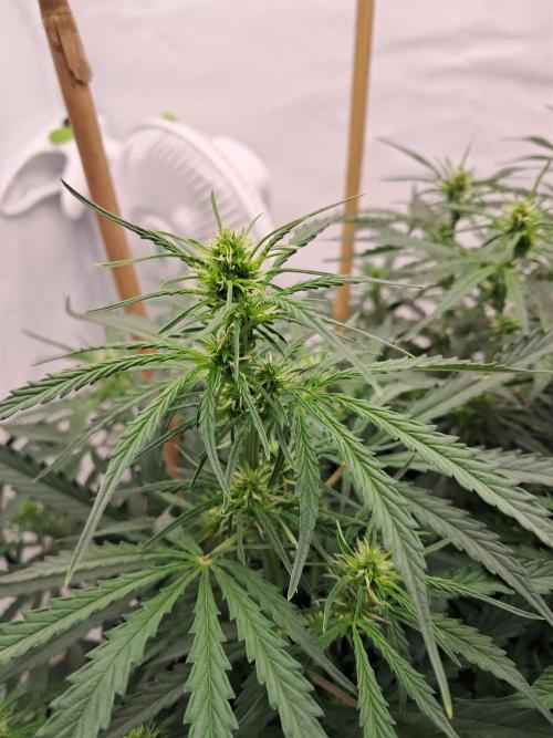 CZ-Critical xxl autoflower. Week 10