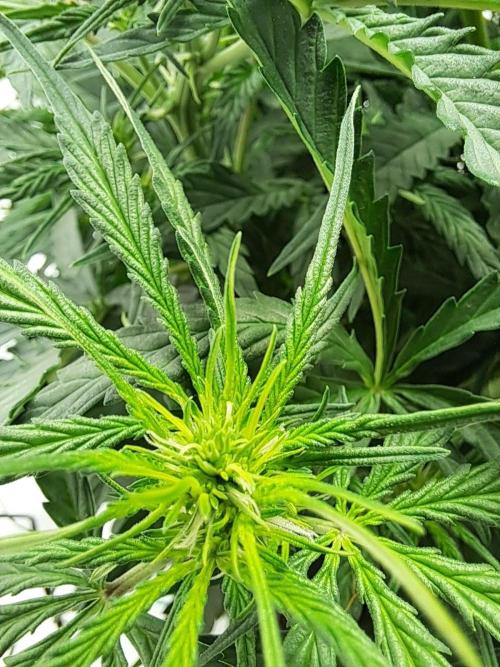 CZ-Critical xxl autoflower. Week 10