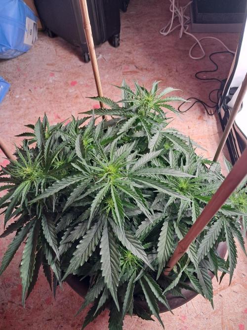 CZ-Critical xxl autoflower. Week 10
