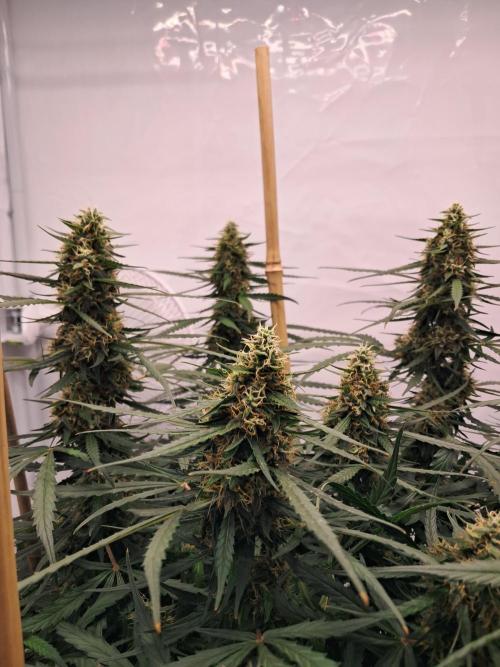 CZ-Critical xxl autoflower. Week 11