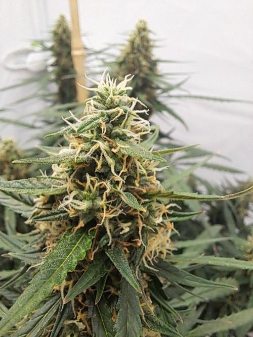 CZ-Critical xxl autoflower. Week 11