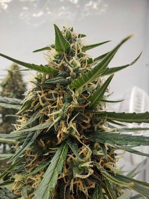 CZ-Critical xxl autoflower. Week 11