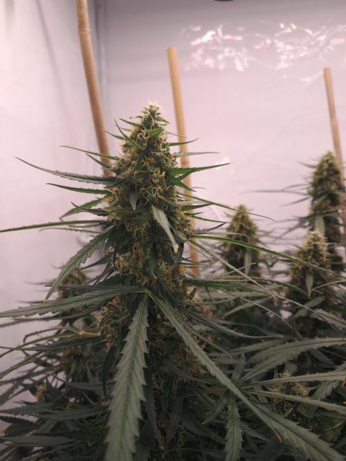 CZ-Critical xxl autoflower. Week 11