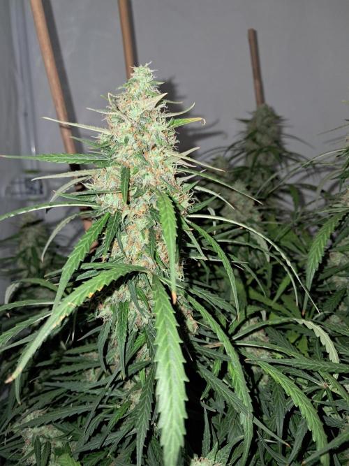 CZ-Critical xxl autoflower. Week 12