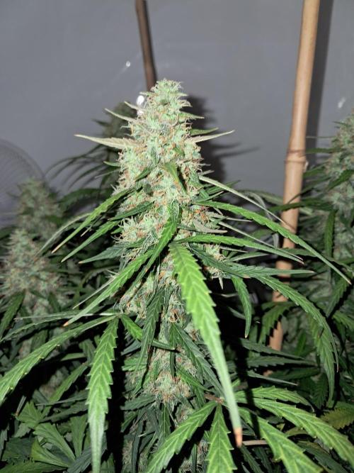 CZ-Critical xxl autoflower. Week 12